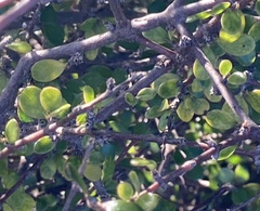 Coprosma crassifolia