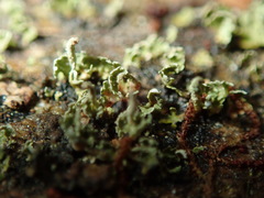Cladonia norvegica