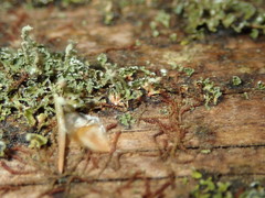 Cladonia norvegica