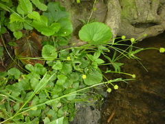 Ranunculus cassubicifolius