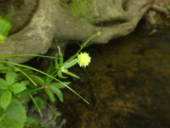 Ranunculus cassubicifolius