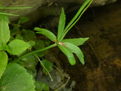 Ranunculus cassubicifolius