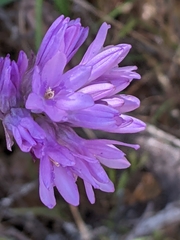 Dichelostemma congestum