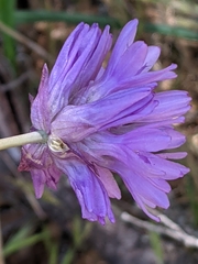 Dichelostemma congestum