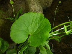 Ranunculus cassubicifolius