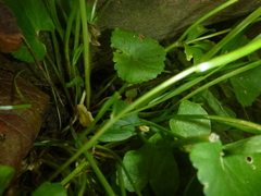 Ranunculus cassubicifolius