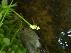 Ranunculus cassubicifolius