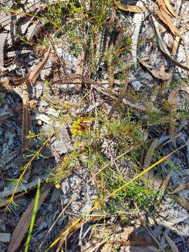 Image of Acacia baueri by (c) Dragonette, some rights reserved (CC BY-SA)
