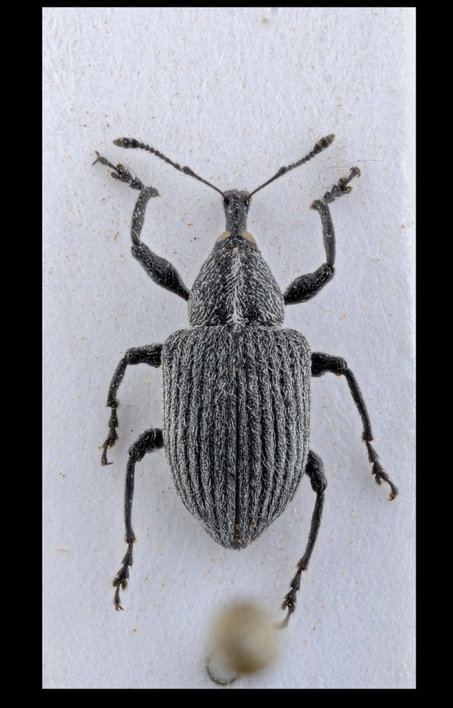 Nothofaginus