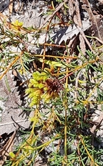 Acacia baueri