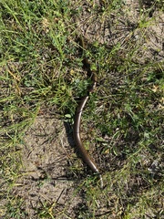 Anguis fragilis