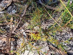 Acacia baueri