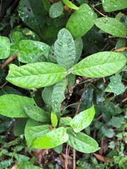 Psychotria loniceroides