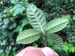 Psychotria loniceroides