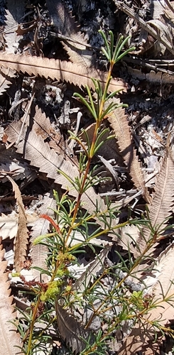 Image of Acacia baueri by (c) Dragonette, some rights reserved (CC BY-SA)
