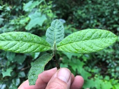 Psychotria loniceroides