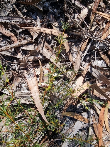 Image of Acacia baueri by (c) Dragonette, some rights reserved (CC BY-SA)