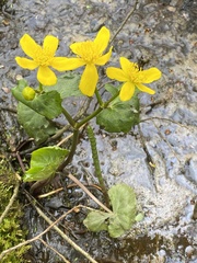 Caltha palustris