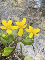 Caltha palustris