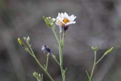 Salpiglossis sinuata