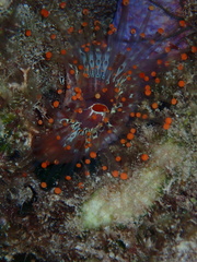 Pseudocorynactis caribbeorum