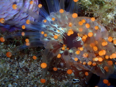 Pseudocorynactis caribbeorum