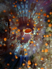 Pseudocorynactis caribbeorum