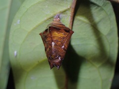 Adoliadini