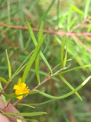 Persoonia nutans