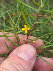 Persoonia nutans