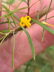 Persoonia nutans
