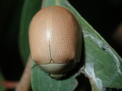Paropsisterna crocata