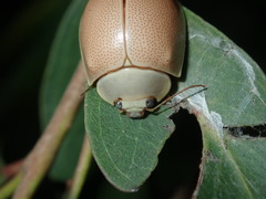 Paropsisterna crocata