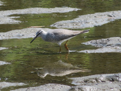 Tringa brevipes