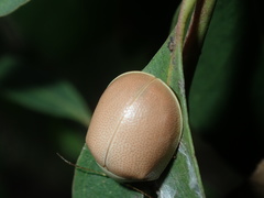 Paropsisterna crocata