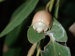 Paropsisterna crocata
