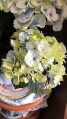 Hydrangea macrophylla