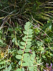 Astragalus monspessulanus monspessulanus
