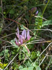 Astragalus monspessulanus monspessulanus