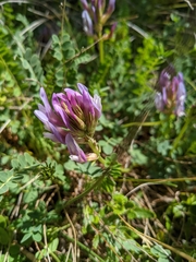 Astragalus monspessulanus monspessulanus