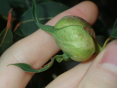 Fergusobia