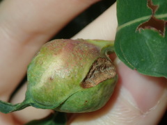 Fergusobia