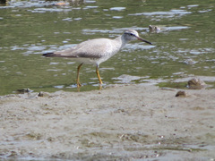 Tringa brevipes