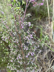 Erica hirtiflora hirtiflora