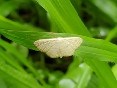Scopula