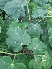 Eriophyes exilis