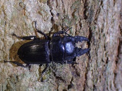 Aegus acuminatus