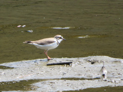 Charadrius dubius