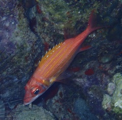Neoniphon marianus