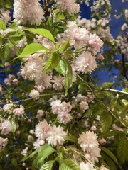 Prunus serrulata